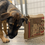 Bruce enjoying tearing up a pizza box