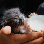 kitten drinking from bottle