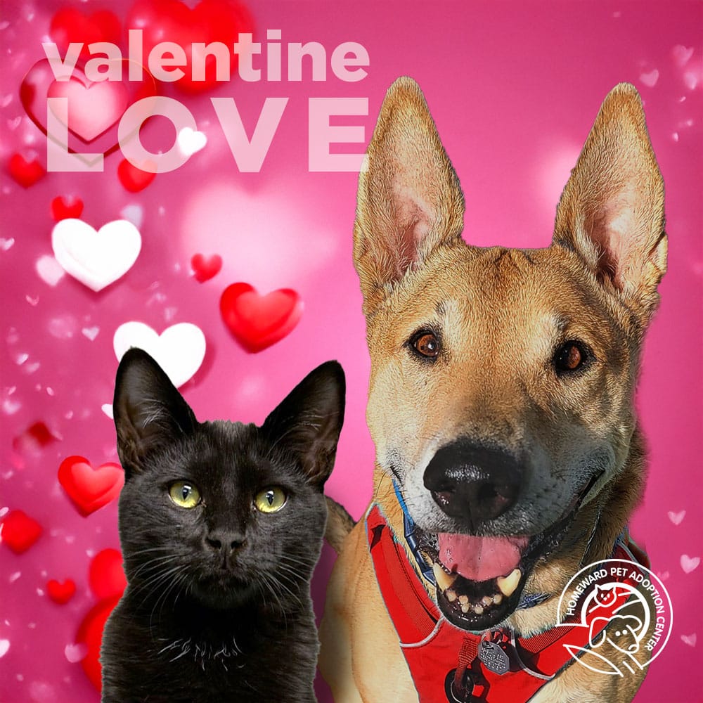 Black cat and blonde dog. Text: valentine Love